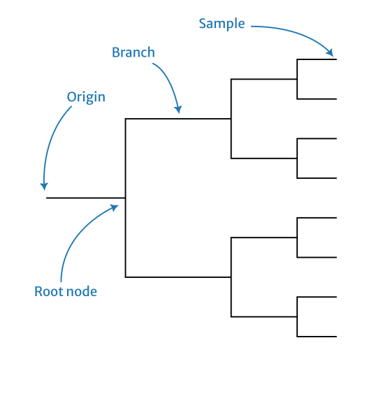 phylogeny.png